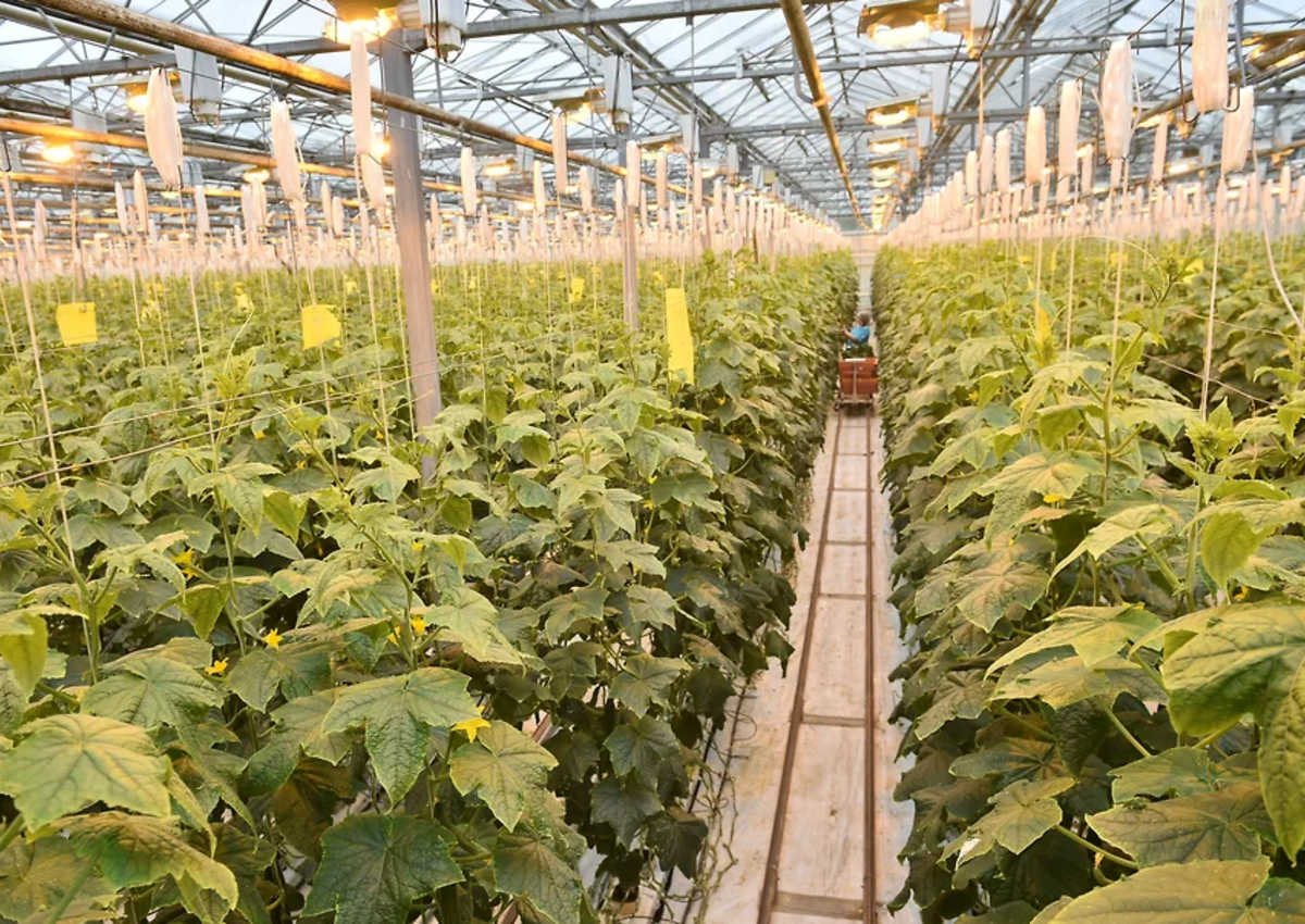 Проектирование курорта. Создание агротуркластера в Лазаревском районе Сочи начнется в 2025 г. 