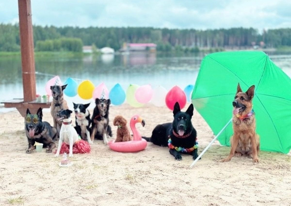 Бизнес и туризм. Pet-friendly туризм: как меняются гостиницы для путешествий с питомцами?