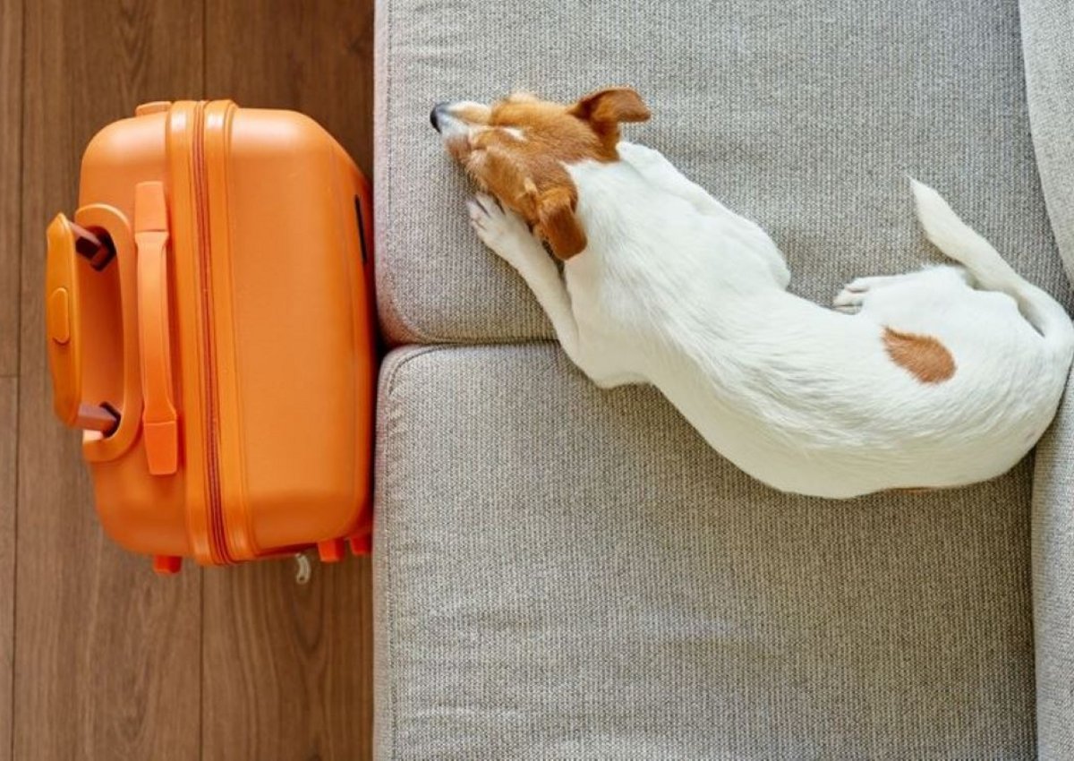 Pet-friendly: почему в России растет число отелей, принимающих гостей с животными