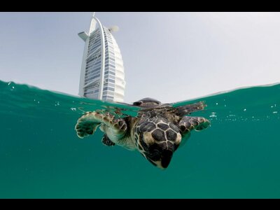Отели Jumeirah в Дубае помогли черепахам вернуться в родную стихию