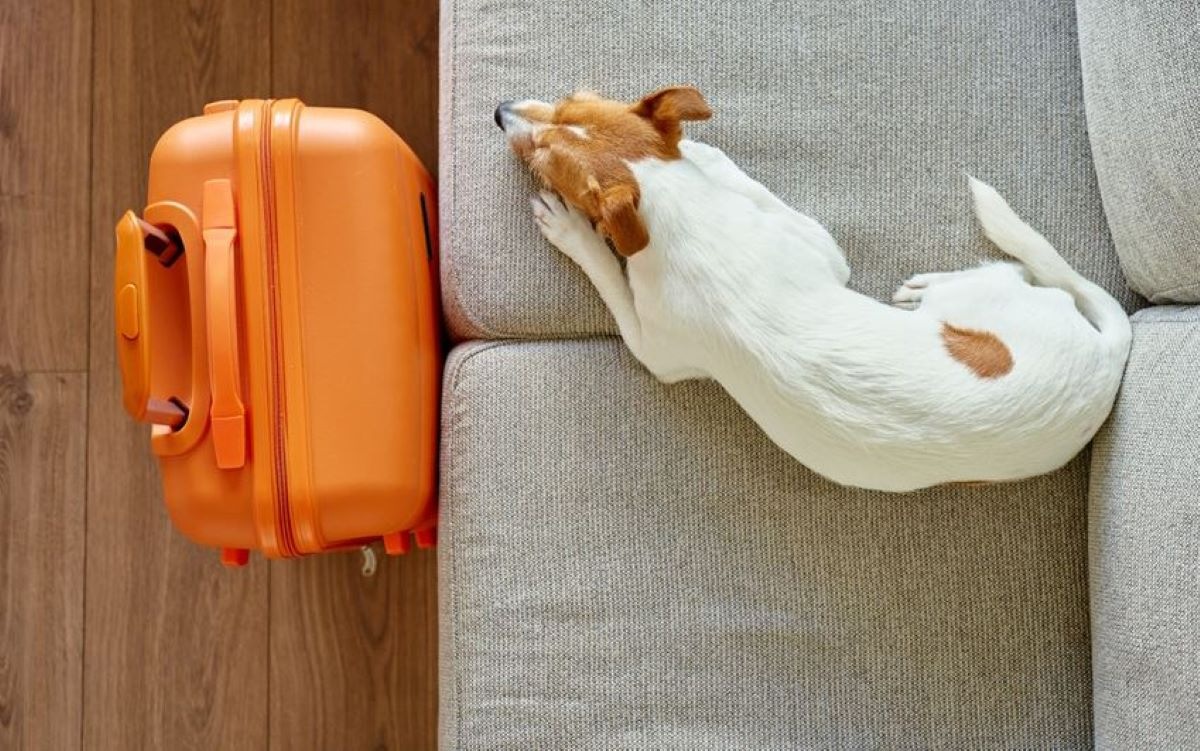 Pet-friendly: почему в России растет число отелей, принимающих гостей с животными
